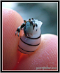 Tiny Hermit Crab 3 by Guardfather on deviantART