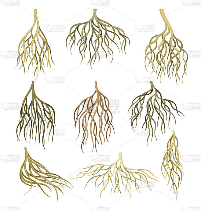 根系。茎,地下根茎。植物学或树木学要素矢量插图