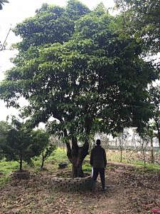黄panpan采集到植物选型图