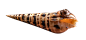 蜗牛PNG透明.png