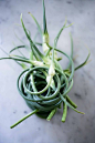 Garlic scapes...or sometimes called Garlic shoots, are the curly tops of garlic bulbs that can be used in so many ways.