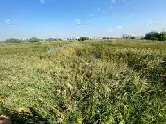 芦苇荡环湖景观一览无余