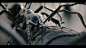 Ant