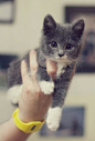 In need of cute? 60 of the cuuuutest tumblr's in THE WORLD.