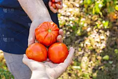 女农场主的手把刚摘好的西红柿送给了别人。 健康饮食