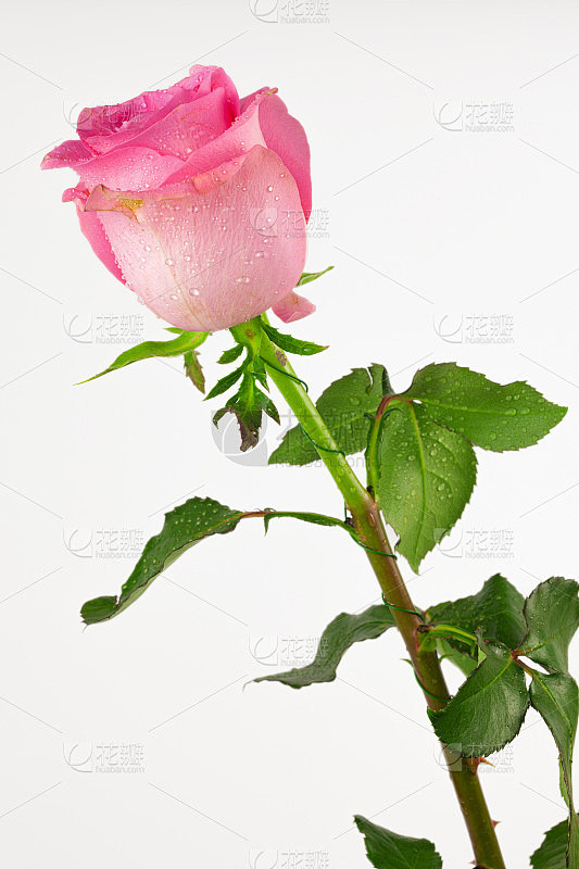孤立在白色背景上的粉红色玫瑰