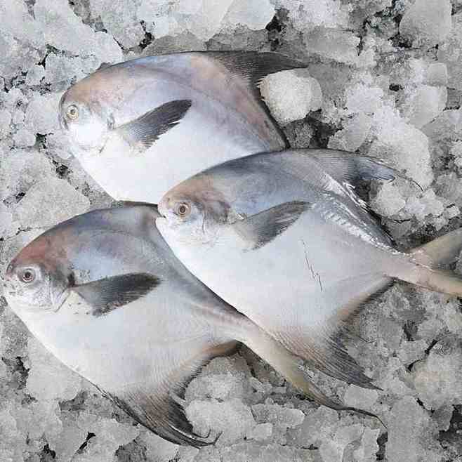 顺丰野生小白鲳鱼平鱼白昌鱼新鲜海鱼海鲜水产鲜活冷冻海产品3斤-tmall.com天猫