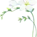 朦胧渐变噪点风花朵素材-白色小苍兰