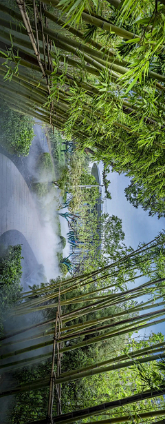 小叮当呦~采集到竹林夹道