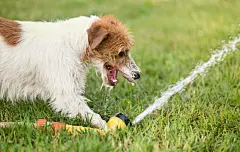 点击来源直接获取大图文件 |快乐湿漉的宠物狗幼犬在夏天玩水，从喷头喝水