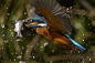 Image of Kingfisher with fish, prints available to buy