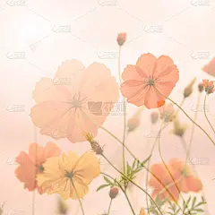 黄色的宇宙花