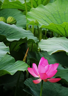 行悠采集到出水芙蓉