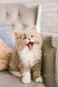 猫,古典式,椅子,俄亥俄河,力克斯兔,,垂直画幅,友谊,褐色,宠物