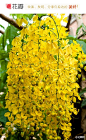 #花瓣花语录#阿勃勒，豆科，是泰国的国花。树身可长至10至20米高，花丝黄色弯成勾状。开花时满树金黄色花，花序黄灿灿成串的花朵，就像一个一个金黄色小风铃随风摇曳、花瓣随风而如雨落，就如下了一场“黄金雨”般。阿勃勒花语：孤独之美！