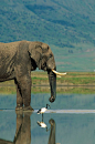 ELEPHANT | ELEPHANT