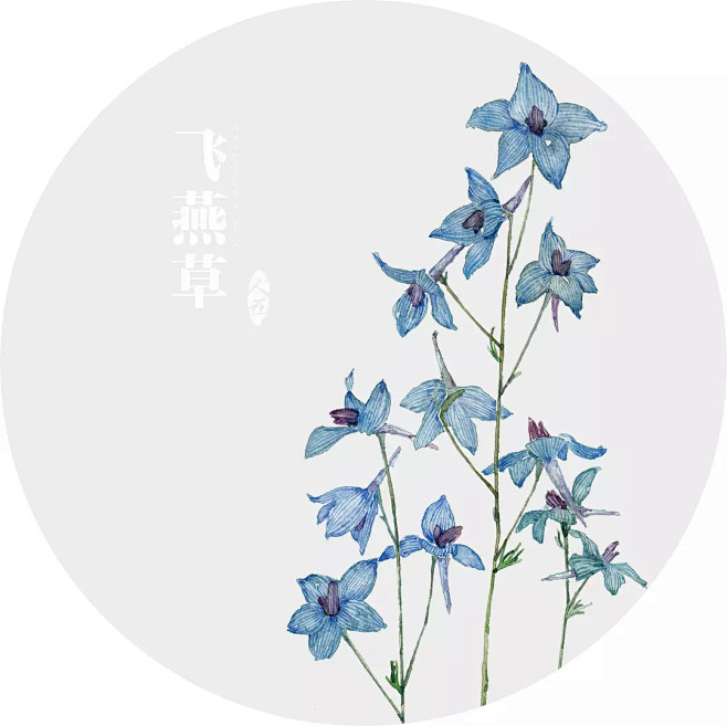 指尖小佛爷从娟(lee)转采于2020-09-12 14:44:17飞燕草植物手绘(彩铅