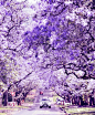 图片：紫葳 花开满城 (8)