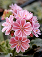 露薇花（Lewisia cotyledon）别名琉维草，马齿苋科、露薇花属。原产美国西海岸中部山区。花期早春至夏。露薇花早前多用于岩石园，但近年流行作盆栽，大家在家也可以种植哦~