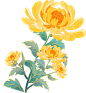 菊花