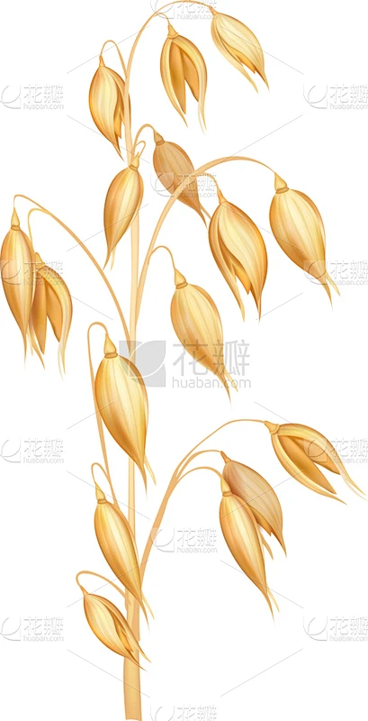 燕麦,小穗,分离着色,农业,白色,黄色,麦片,秋天,食品,写实素材-花瓣网