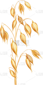 燕麦,小穗,分离着色,农业,白色,黄色,麦片,秋天,食品,写实