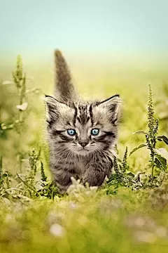 Playtime