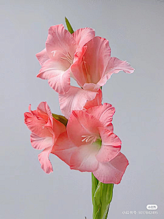 云淡风轻fanyun采集到菖蒲