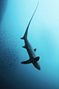 Long-tailed or common thresher shark, Alopias vulpinus   fox-shark/ long-tailed shark/ common thresher shark