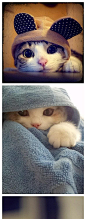  猫 萌物/baby 宠物 嘀咕图片