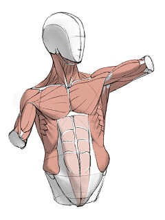 六月CH采集到【速写】结构
