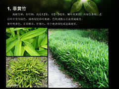 —MZH采集到Z—植物意向图—爬藤植物、竹子