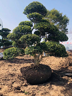 <丫头>采集到E—桩（松，茶梅，黄杨，继木等）