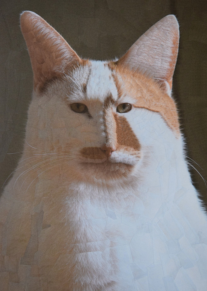 Cats and Dogs : A se...