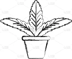 锅,植物群,分离着色,白色,鸡尾酒,自然,华丽的,清新,房屋,装饰
