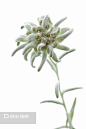 雪绒花 - 搜索结果 - 图虫创意-全球领先正版素材库-Adobe Stock中国区战略合作伙伴