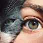 人眼与猫眼