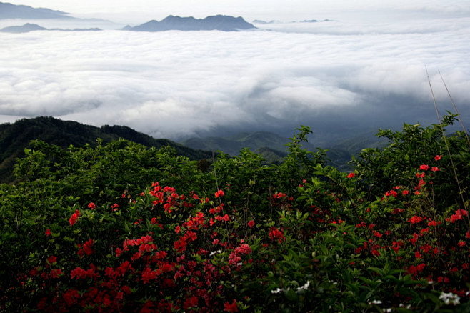 广西圣堂山 花期：5月—6月