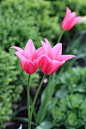 Jacqueline tulips
