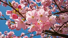 立春春天桃花风景摄影图高清模板免费下载-趣麦麦图