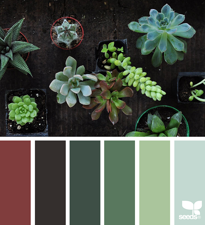 { succulent hues } i...