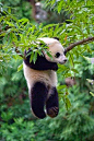 Hanging Panda, I enjoy Panda's so much.....