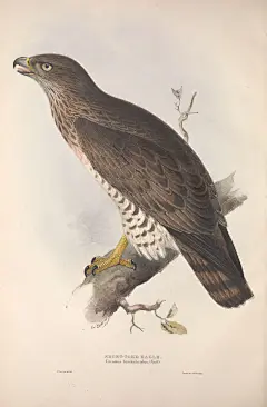 鸟物志