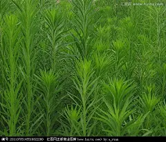 蒿草