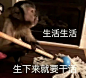 一夜之间，“吗喽”占领了年轻人的生活圈