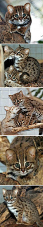 【锈斑豹猫】近日，在168年历史的柏林动物园里，第一次迎来锈斑豹猫的入驻！这是世界上最小的野生猫科动物，体重只有2.0至3.5磅（0.9至1.6公斤）。锈斑豹猫起源于斯里兰卡和印度。但如今已经非常少见，主要是由于荒地农场化，导致栖息地的丧失。
