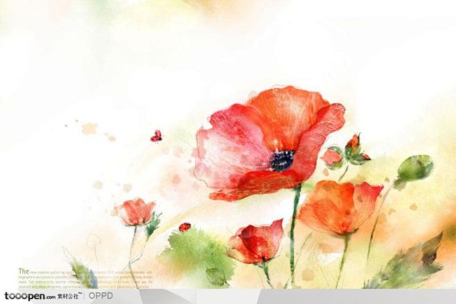 手绘水彩插画春夏盛开的红色木槿花朵花卉装...