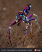 这只生活在澳大利亚的彩色跳蛛看起来就像未来世界的机械生物...（Reddit）
