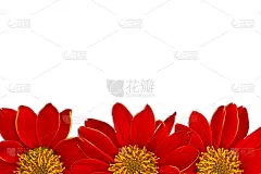 红花白底相框