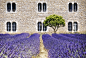 cloister lavender by Joachim G.  Pinkawa on 500px